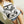 Load image into Gallery viewer, Night Owl Open Neck Cropped Tee