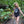 Load image into Gallery viewer, It's All Life Tank Top
